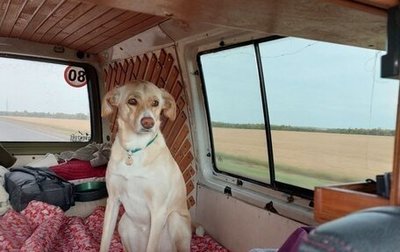 Volkswagen Transporter T4, 1992 год, 790 000 рублей, 1 фотография