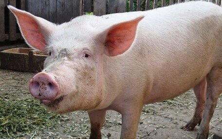 Audi 100, 1993 год, 25 555 рублей, 4 фотография