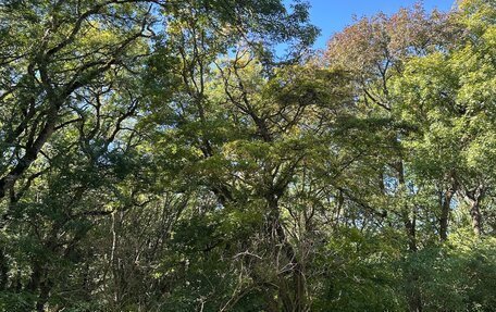 Skoda Octavia, 2019 год, 2 350 000 рублей, 5 фотография