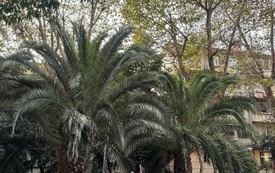 Honda Civic VIII, 2008 год, 650 000 рублей, 1 фотография