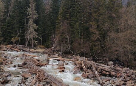 Subaru Forester, 2004 год, 570 000 рублей, 1 фотография