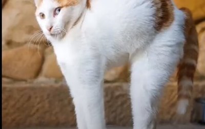 Ferrari 812, 2024 год, 1 фотография