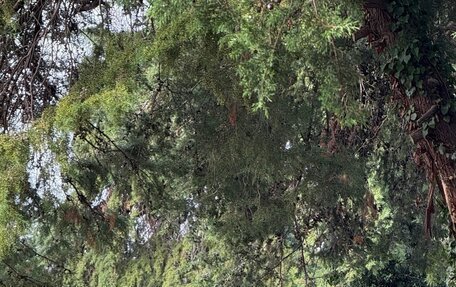 Nissan Patrol, 1998 год, 2 350 000 рублей, 29 фотография