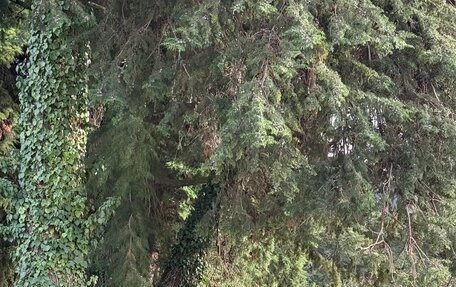 Nissan Patrol, 1998 год, 2 350 000 рублей, 28 фотография