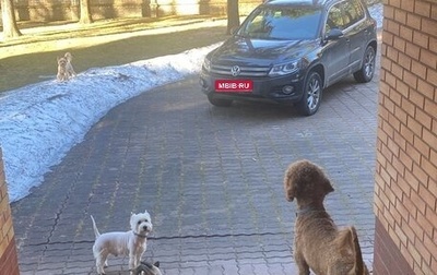 Volkswagen Tiguan I, 2011 год, 990 000 рублей, 1 фотография